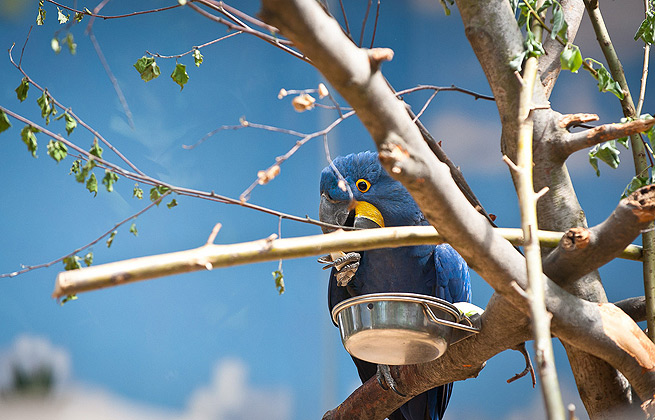 免费24小时不停呼叫软件下载